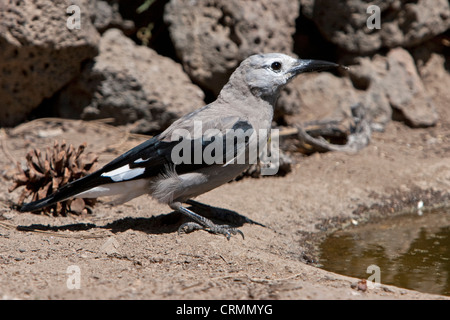 Ein Clark Tannenhäher (Nucifraga Columbiana) thront in der Nähe von einem kleinen Teich an Cabin Lake, Oregon, USA im Juni Stockfoto