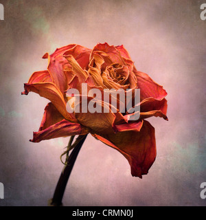 Getrocknete rote Rose mit strukturierten Blütenblättern fängt flüchtige Schönheit und Eleganz in Stille ein Stockfoto