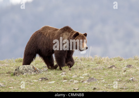 Ein wild Grizzly Bear kreuzt Freiland in Lamar Valley des Yellowstone National Park, Wyoming, USA. Stockfoto