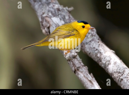 Wilson's Warbler (Cardellina Pusilla) männlich thront auf einem Ast im Botanical Beach, Port Renfrew, Vancouver, BC, Kanada im Mai Stockfoto