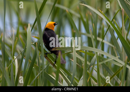 Gelb-vorangegangene Amsel (Xanthocephalus Xanthocephalus) männlichen thront auf einem Rohr am Sommer See Wildlife Area, Oregon, USA im Juni Stockfoto