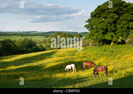 Drei Pferde grasen in einem Feld voller Butterblumen an einem warmen Juni am Abend in der Nähe des Dorfes Guilsborough, Northamptonshire, England Stockfoto