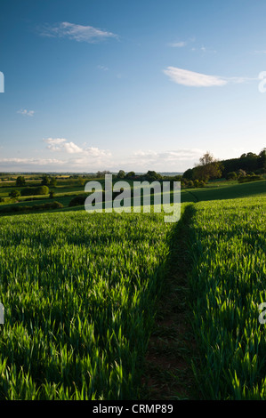 Ein schmaler Pfad schlängelt sich durch eine Kultur der Anbau von Weizen mit der hügeligen Landschaft in der Nähe von East Haddon in Northamptonshire, England Stockfoto