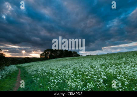 Sammeln von Gewitterwolken in der Nähe von Sonnenuntergang über einer Wiese Wiese Kuh Petersilie und Pignut in in der Nähe von Brixworth, Northamptonshire, England Stockfoto