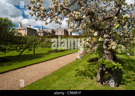 Allee der ausgebildeten Apfel und Birne Bäume mit zarten rosa Blüte, in der ummauerten Obstgarten von Rousham House, Oxfordshire, England Stockfoto