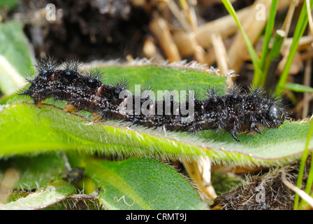 Marsh Fritillary Raupe (Etikett Aurinia) Fütterung auf des Teufels-Bit Witwenblume Stockfoto