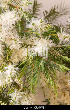 Teebaum (Melaleuca Alternifolia) auf pfirsichfarbene Hintergrund Stockfoto