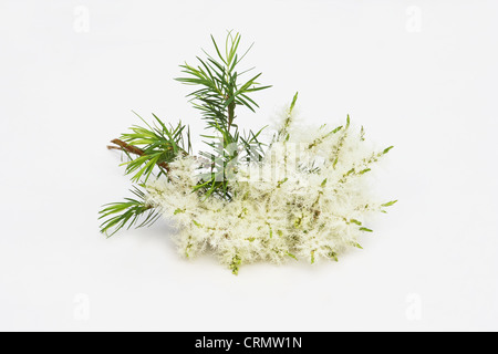 Melaleuca Alternifolia Blüten auf weißem Hintergrund Stockfoto