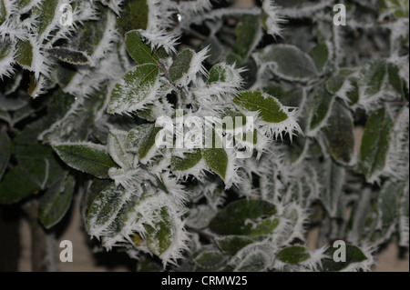 Hoar Frost auf den Blättern, die auf einem Morgenspaziergang getroffen Stockfoto