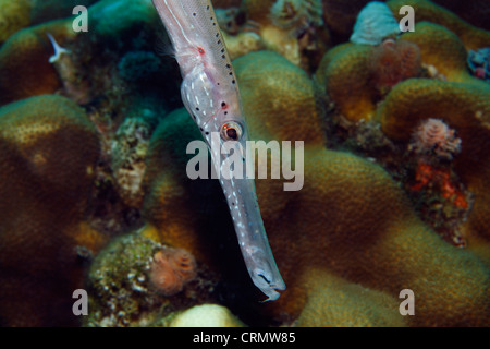 Trompetenfische in der Karibik um Bonaire. Foto V.D. Stockfoto