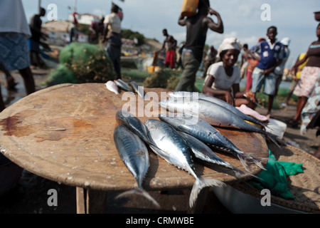 Fisch ist für den Verkauf auf dem Markt in Elmina, etwa 130 km westlich von Ghanas Hauptstadt Accra auf Donnerstag, 9. April 2009 angelegt. Stockfoto