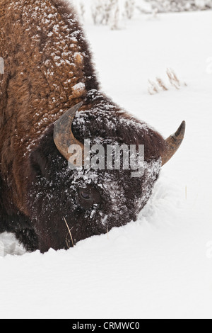 American Bison Bulle mit seinem Kopf, durch Schnee zu Rasen Pflügen Stockfoto