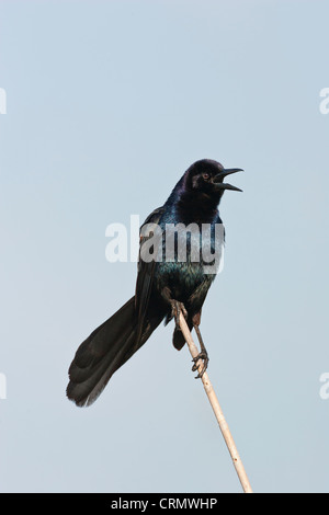 Männliche Boot-angebundene Grackle Gesang aus Schilf in Louisiana Küste Sumpf Stockfoto