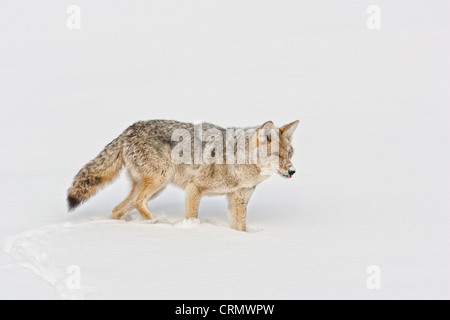 Kojoten jagen in Schnee im Yellowstone National Park Stockfoto