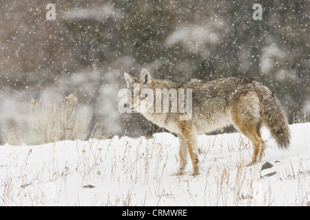 Kojote-Jagd im Schneesturm im Yellowstone National Park Stockfoto