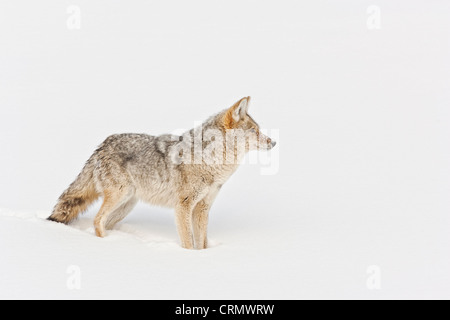 Kojoten jagen in Schnee im Yellowstone National Park Stockfoto