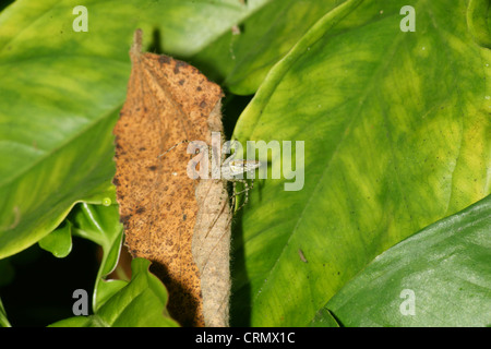 Gestreifte Lynx spider (Oxyopes salticus) wartet auf Beute auf Tarnung und immer noch. Stockfoto