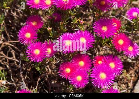 Mauve Mesembryanthemum Blumen, Italien Stockfoto