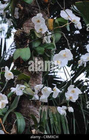 Weiße Orchideen wachsen auf einem Baum in Florida, USA Stockfoto