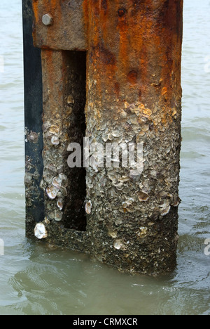 Barnacle Haftung auf Stahlmasten mit Rost. Stockfoto