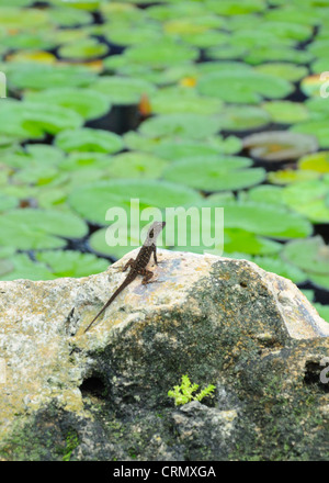 Kleine Anole Eidechse in die Hitze der Sonne auf einem Felsen umgeben von Wasser einweichen. Stockfoto