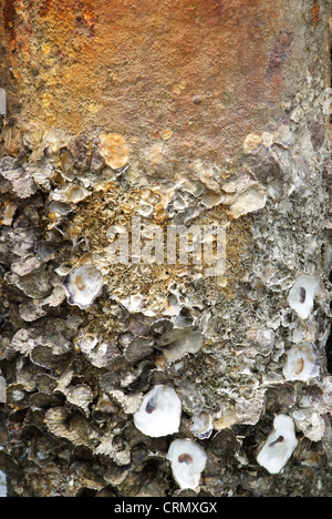 Barnacle Haftung auf Stahlmasten mit Rost. Stockfoto