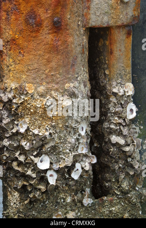 Barnacle Haftung auf Stahlmasten mit Rost. Stockfoto