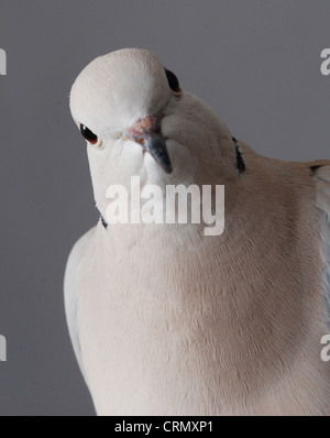 Ring-necked Taube, männlich. Porträt auf grauem Hintergrund Stockfoto