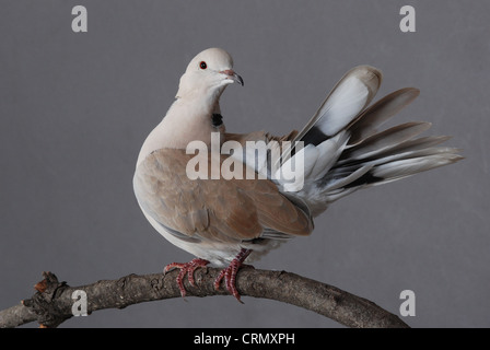 Ring-necked Taube mit Federn verteilt, thront auf natürliche Zweig. Stockfoto