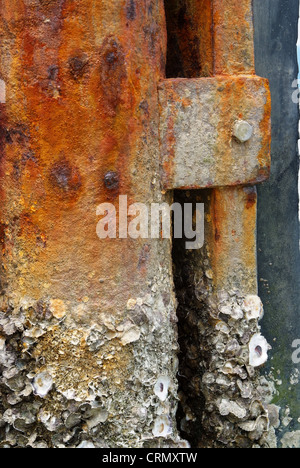 Barnacle Haftung auf Stahlmasten mit Rost. Stockfoto