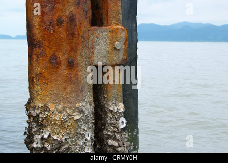 Barnacle Haftung auf Stahlmasten mit Rost. Stockfoto