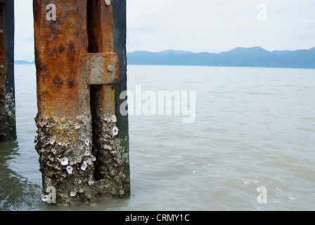 Barnacle Haftung auf Stahlmasten mit Rost. Stockfoto