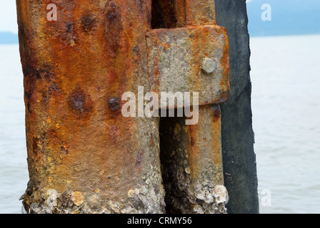 Barnacle Haftung auf Stahlmasten mit Rost. Stockfoto