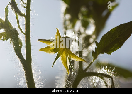 Tomaten Pflanze Blüte zeigt gelbe Blütenteile, Blätter, Stiele und Trichomen. Stockfoto