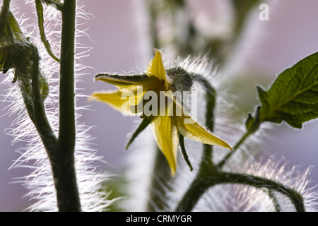 Tomaten Pflanze Blüte zeigt gelbe Blütenteile, Blätter, Stiele und Trichomen. Stockfoto