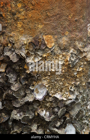 Barnacle Haftung auf Stahlmasten mit Rost. Stockfoto