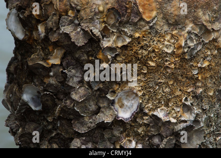 Barnacle Haftung auf Stahlmasten mit Rost. Stockfoto