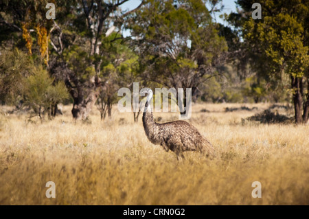 Wilde WWU im australischen Outback herumlaufen frei Stockfoto