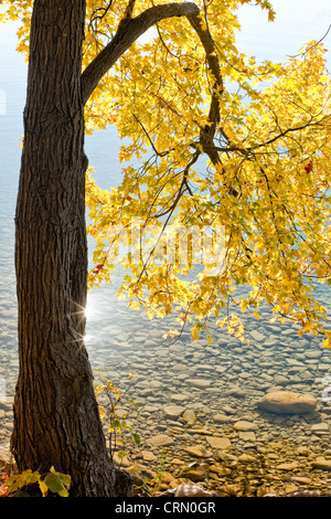 Ahornbaum überhängenden Felsenküste am See Mindemoya, Manitoulin Island, Ontario. Stockfoto