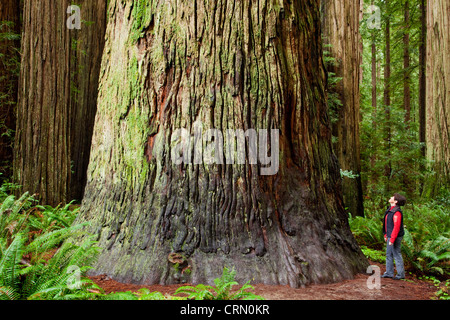 Die coastal Redwood Baumriesen im Jedediah Smith Redwoods State Park, Kalifornien. Stockfoto