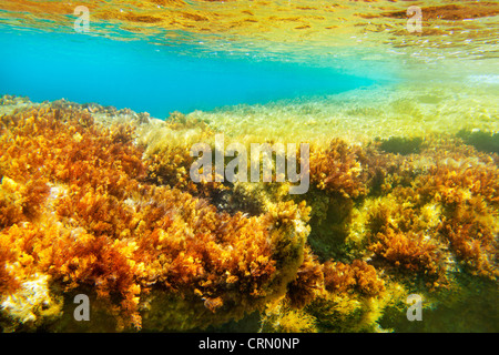 Ibiza Formentera Unterwasser Anemone Seelandschaft in Gold und Türkis Stockfoto