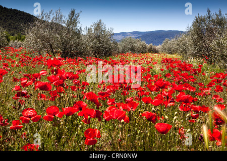 Poppies amongst the almond trees in Andalusia Spain. Europe. Stockfoto