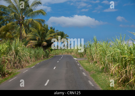 Französisches Überseegebiet (aka Francais d'Outre Mer), Insel La Réunion. Zuckerrohr-Plantage gesäumten Straße in der Nähe von Sanit Philippe. Stockfoto