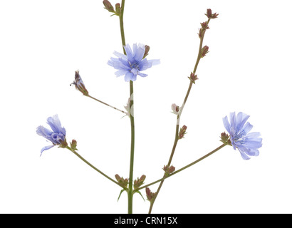 Blume Chicorée (Cichorium Intybus) auf weißem Hintergrund Stockfoto