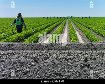 Landwirt Arbeiter aufgereiht hintereinander arbeitet auf einem Gebiet in der Central Valley in Kalifornien mit dem Vorarbeiter im Vordergrund. Stockfoto