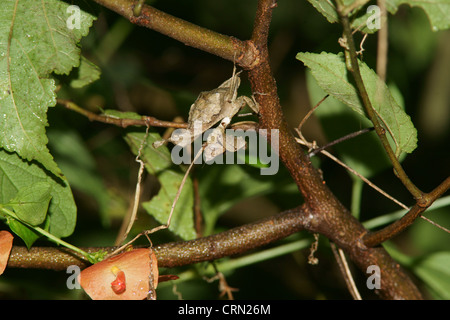 Tote blatt Mantis (Acanthops falcata) ahmt ein totes Blatt hält regungslos, bis die Beute in Reichweite kommt. Schlagen, die Beute hat keine Chance Stockfoto