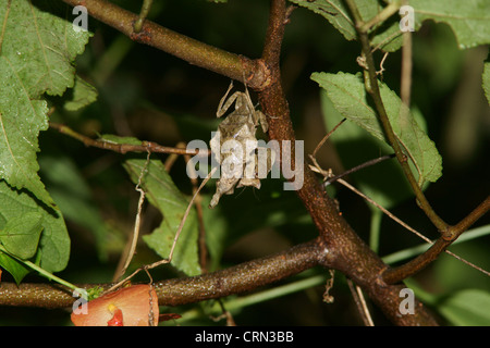 Tote blatt Mantis (Acanthops falcata) ahmt ein totes Blatt hält regungslos, bis die Beute in Reichweite kommt. Schlagen, die Beute hat keine Chance Stockfoto