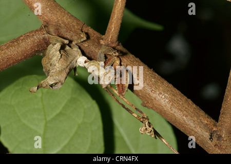 Tote blatt Mantis (Acanthops falcata) ahmt ein totes Blatt hält regungslos, bis die Beute in Reichweite kommt. Schlagen, die Beute hat keine Chance Stockfoto