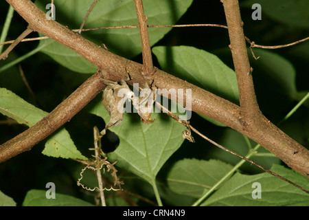 Tote blatt Mantis (Acanthops falcata) ahmt ein totes Blatt hält regungslos, bis die Beute in Reichweite kommt. Schlagen, die Beute hat keine Chance Stockfoto