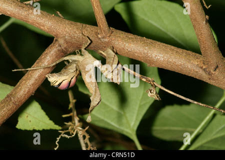 Tote blatt Mantis (Acanthops falcata) ahmt ein totes Blatt hält regungslos, bis die Beute in Reichweite kommt. Schlagen, die Beute hat keine Chance Stockfoto